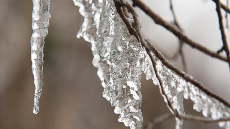 Eis hängt an dünnen Zweigen. Foto: Matthias Bein/dpa-Zentralbild/dpa/Symbolbild
