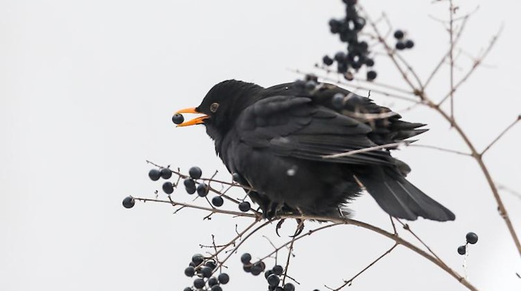 Ein Amselmännchen sitzt in einem Liguster und frisst eine Beere. Foto: Jan Woitas/dpa-Zentralbild/dpa/Archivbild