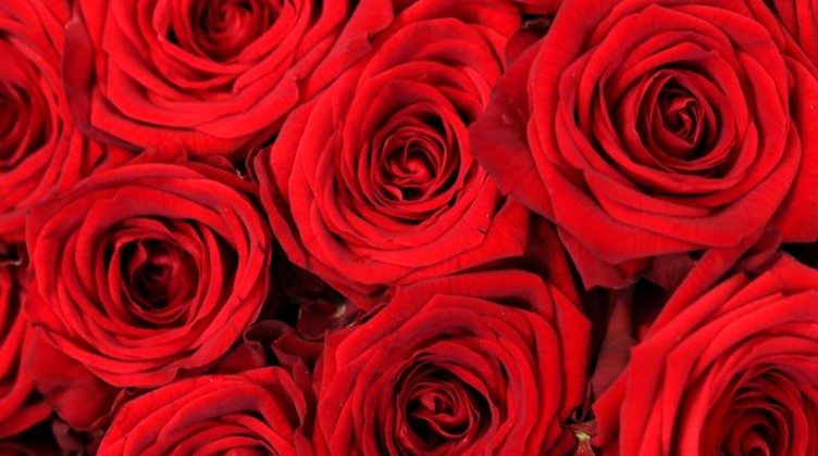 Blüten roter Rosen für den Valentinstag warten in einem Blumenladen auf Käufer. Foto: Roland Weihrauch/dpa/Symbolbild