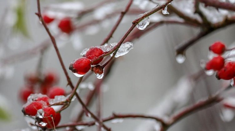 Hagebutten an einem Strauch sind mit Schnee und Eis überzogen. Foto: Thomas Warnack/dpa/Archivbild