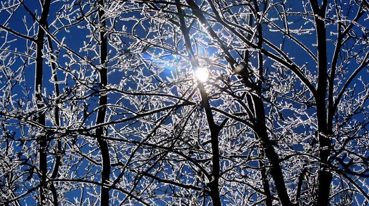 Mit Raureif überzogene Bäume glitzern im Sonnenschein. Foto: Karl-Josef Hildenbrand/dpa/Archivbild