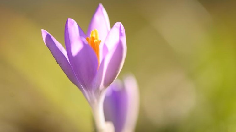 Ein Krokus blüht auf einer Wiese im Volkspark Großer Garten. Foto: Sebastian Kahnert/dpa-Zentralbild/dpa