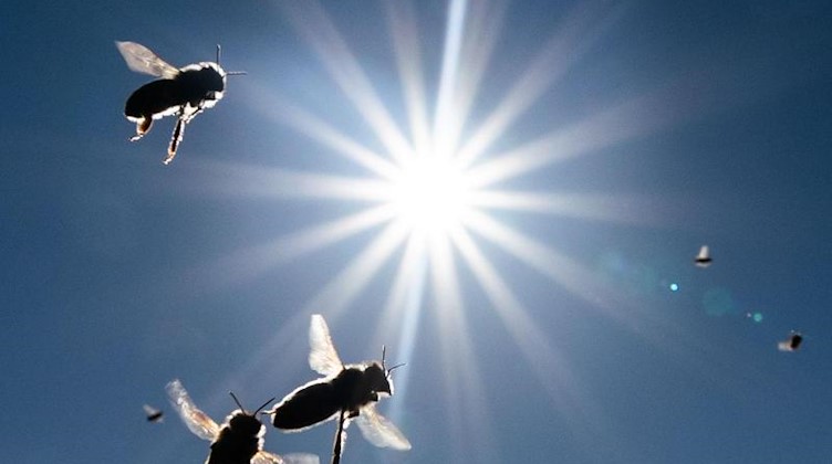 Im Licht der Nachmittagssonne am blauen Himmel kehren Bienen zu ihrem Stock zurück. Foto: Frank Rumpenhorst/dpa/Symbolbild