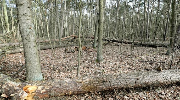 Umgestürzte Bäume und Totholz in einem Mischwaldbestand mit Kiefern liegen am Rand eines Waldweges. Foto: Wolfgang Kumm/dpa