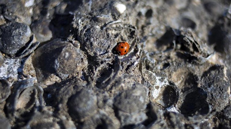 Ein Marienkäfer sitzt auf einem Fels. Foto: Ariel Schalit/AP/dpa