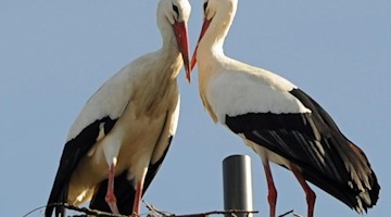 Zwei Störche stehen auf einem Nest. Foto: Ursula Düren/dpa/Archivbild