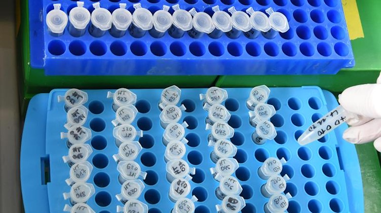 Eine Biologielaborantin bereitet PCR-Tests für Coronaviren in Abwasserproben aus Klärwerken vor. Foto: Waltraud Grubitzsch/dpa-Zentralbild/dpa/Archivbild