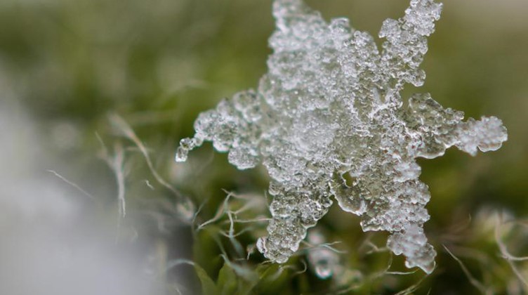 Eine Schneeflocke liegt bei nasskaltem Wetter auf dem Moos in einer Wiese. Foto: Patrick Pleul/dpa-Zentralbild/ZB/Archivbild