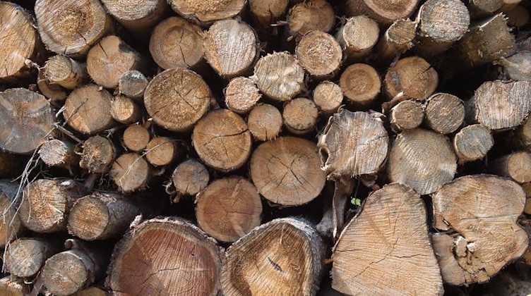 Holzstämme liegen in einem Waldstück. Foto: Sebastian Kahnert/dpa-Zentralbild/dpa/Symbolbild