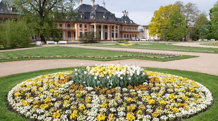 Gelbe und weiße Tulpen blühen vor dem Wasserpalais im Schlosspark Pillnitz. Foto: Sebastian Kahnert/dpa/Archivbild