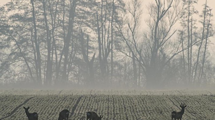 Rehe stehen auf einem Feld mit Wintergetreide im Morgennebel. Foto: Patrick Pleul/dpa-Zentralbild/ZB/Archivbild
