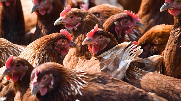 Mehrere braune Hühner stehen auf einer eingezäunten Wiese. Foto: picture alliance / Felix Kästle/dpa/Symbolbild