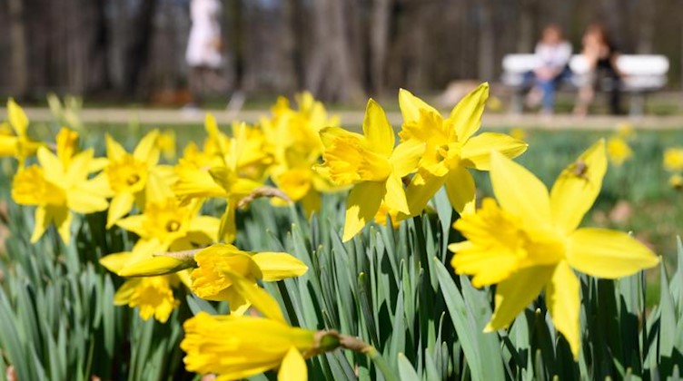 Narzissen blühen im Dresdner Volkspark Großer Garten. Foto: Sebastian Kahnert/dpa-Zentralbild/dpa