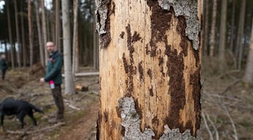 Blick auf die von Borkenkäfern befallene Rinde eines Baumstammes in einem Fichtenwald. Foto: Friso Gentsch/dpa