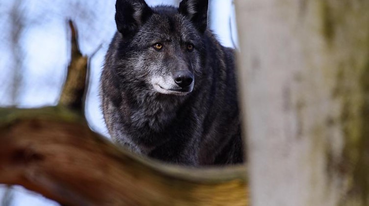 Ein Wolf steht im Wildgehege. Foto: Swen Pförtner/dpa-Zentralbild/dpa/Symbolbild