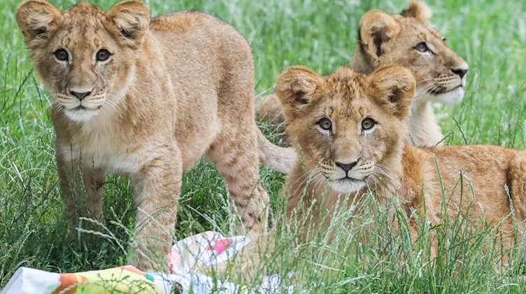 Die drei knapp sechs Monate alten kleinen Löwen, Elsa (l-r), Hanna und Mateo, liegen nach ihrer Taufe im Juni 2020 im Gras. Foto: Jan Woitas/dpa-Zentralbild/dpa/Archivbild