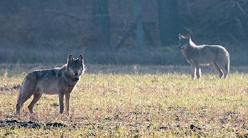 Zwei Wölfe stehen auf einem Feld. Foto: Konstantin Knorr/dpa