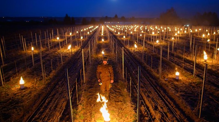 Till Neumeister, Weinbauleiter, entzündet ein Feuer zwischen den Rebstöcken in einem Weinberg. Foto: Robert Michael/dpa-Zentralbild/dpa