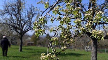 Eine Streuobstwiese. Foto: Uli Deck/dpa/Archivbild