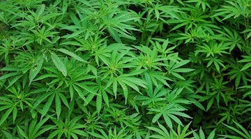 Symbolbild Marihuana / pixabay rexmedlen