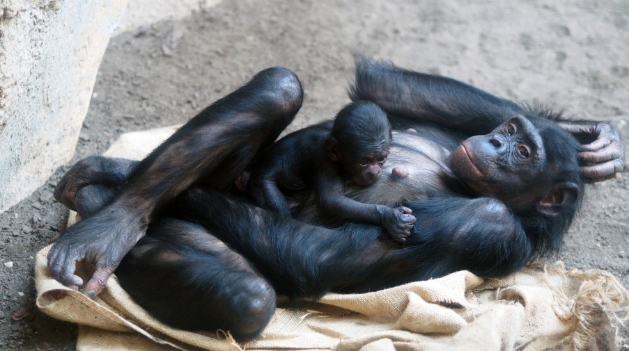 Bonoboweibchen Luiza mit ihrer Tochter / Zoo Leipzig