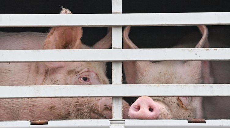 Mastschweine sind in einem Lkw zu sehen. Foto: Patrick Pleul/dpa-Zentralbild/ZB/Symbolbild