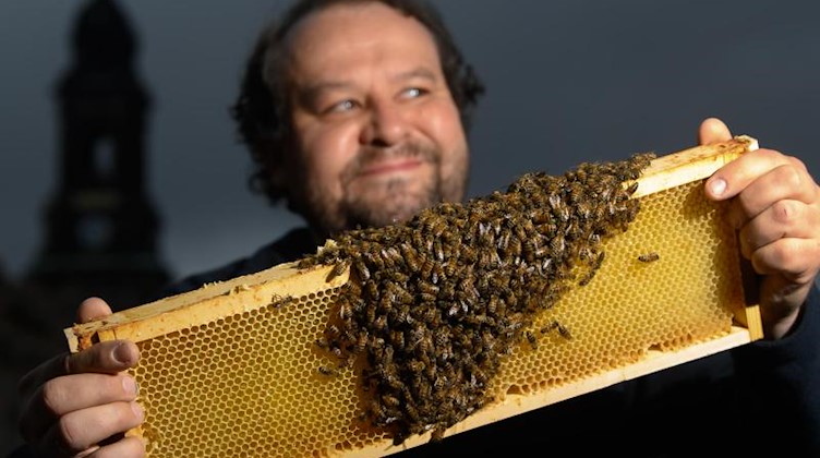 Tino Lorz hält auf dem Balkon des Kulturpalastes eine Wabe mit Buckfast-Bienen in den Händen. Foto: Robert Michael/dpa-Zentralbild/dpa/aktuell