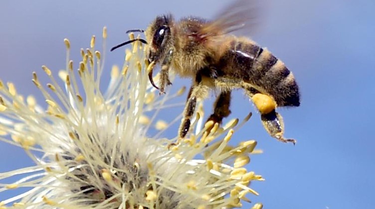 Eine Biene sammelt von einem blühenden Weidekätzchen die Pollen ein. Foto: Caroline Seidel/dpa/Archivbild