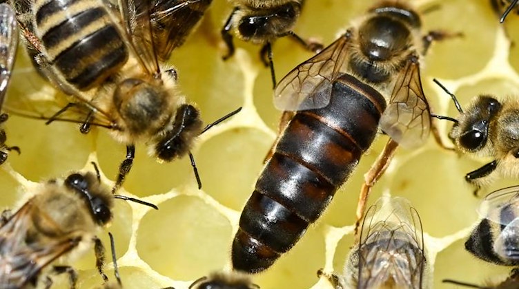 Bienen eines Bienenvolkes mit einer Königin sind auf einer Wabe. Foto: Jens Kalaene/dpa-Zentralbild/dpa/Symbolbild