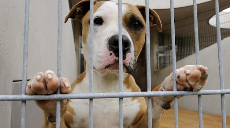 Ein Hund blickt aus dem Zwinger eines Tierheims. Foto: Rainer Jensen/dpa
