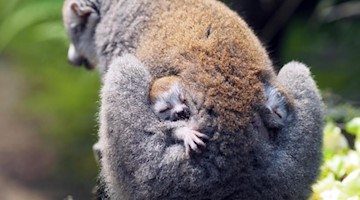 Bei den Kronenmaki-Affen im Zoo Leipzig sind Zwillinge zur Welt gekommen. Ein männliches und weibliches Jungtier wurden geboren. Foto: -/Zoo Leipzig/dpa/Handout