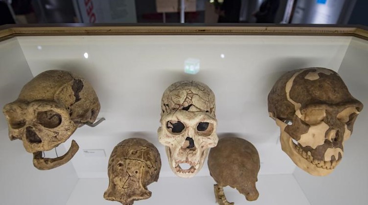 Schädelfragmente des Homo erectus sind im Staatlichen Museum für Archäologie in Chemnitz zu sehen. Foto: Hendrik Schmidt/ZB/Archivbild