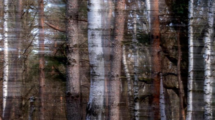 Stämme von Kiefern und Birken stehen in einem sächsischen Wald. Foto: Hendrik Schmidt/dpa-Zentralbild/dpa/Archivbild
