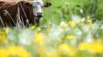 Eine Kuh schleckt sich das Maul, während sie auf einer Weide steht und im Vordergrund eine Wiese voller gelbem Löwenzahn zu sehen ist. Foto: Felix Kästle/dpa