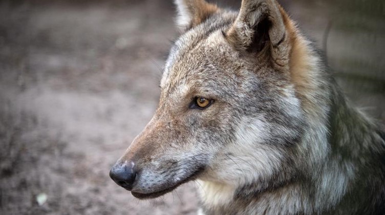Ein Europäischer Grauwolf liegt in seinem Gehege. Foto: Sina Schuldt/dpa/Archivbild