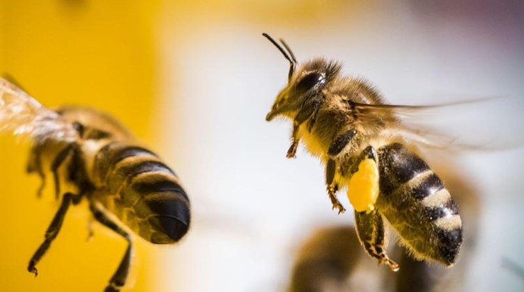Bienen fliegen zurück zu ihrem Stock. Foto: Frank Rumpenhorst/dpa/Symbolbild