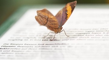 Ein Schmetterling ist auf einer Erklärungstafel gelandet. Foto: Thomas Frey/dpa