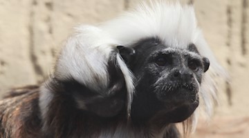 Nachwuchs bei hochbedrohter Primaten-Art im Tierpark Chemnitz