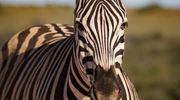 Symbolbild Zebra / pixabay CJMM