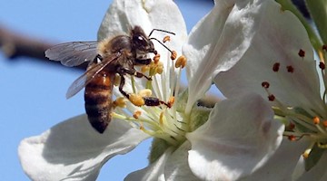 Eine Honigbiene sitzt auf der Blüte eines Apfelbaums. Foto: Wolfgang Kumm/dpa