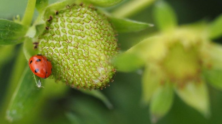 Ein Marienkäfer sitzt euf einer unreifen Erdbeere. Foto: Soeren Stache/dpa-Zentralbild/dpa/Archivbild