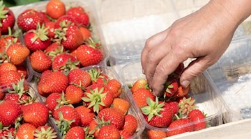 Ein Erntehelferin legt gepflückte Erdbeeren in Plastikschalen. Foto: Sebastian Kahnert/dpa-Zentralbild/dpa