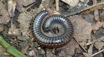 Ein Ommatoiulus sabulosus sitzt auf einem Waldboden. Foto: Peter Decker/Senckenberg Gesellschaft für Naturforschung/ZB/Handout
