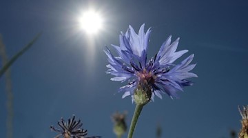 Eine Kornblume blüht auf einem Feld im Sonnenschein. Foto: Sebastian Willnow/dpa-Zentralbild/dpa/Archivbild