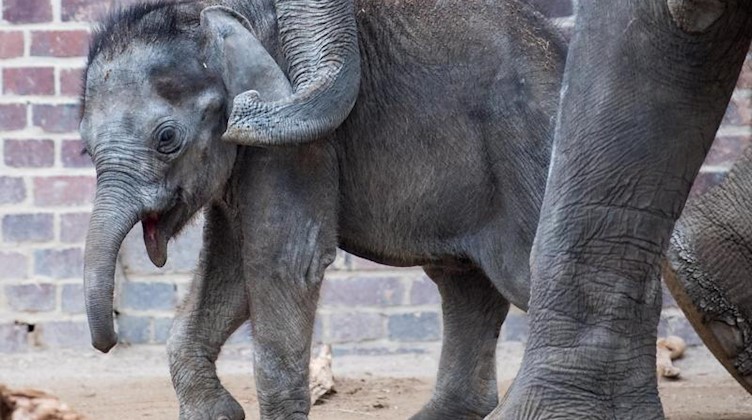 Elefantenbulle Kiran im Zoo Leipzig geht an der Seite seiner Mutter durch die Anlage. Foto: Hendrik Schmidt/dpa-Zentralbild/dpa/Archivbild