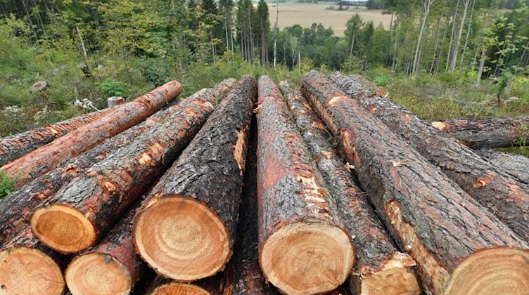 Lärchenstämme liegen in einem Wald. Foto: Hendrik Schmidt/dpa-Zentralbild/ZB/Archivbild