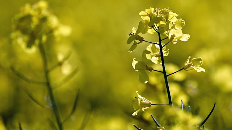 Rapspflanzen stehen auf einem Feld. Foto: Soeren Stache/dpa-Zentralbild/dpa/Symbolbild