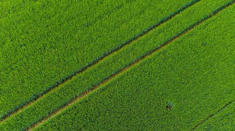Traktorspuren sind in einem Getreidefeld zu sehen. Foto: Armin Weigel/dpa/Symbolbild