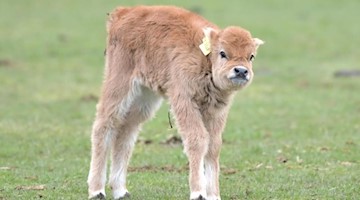 Ein Kalb geht durchs Gehege. Foto: Soeren Stache/dpa-Zentralbild/dpa/Archivbild