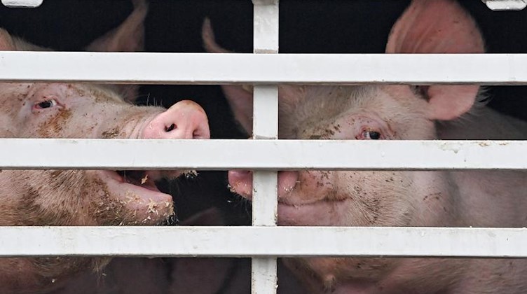Schweine sind in einem Lkw zu sehen. Foto: Patrick Pleul/dpa-Zentralbild/ZB/Symbolbild